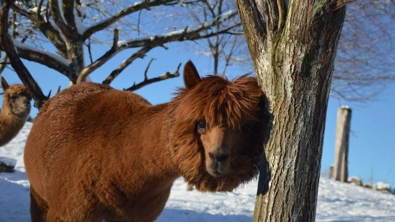 Alpaka trotzen dem Schnee, © Sonnseitnhof Alpaka trotzen dem Schnee, © Sonnseitnhof