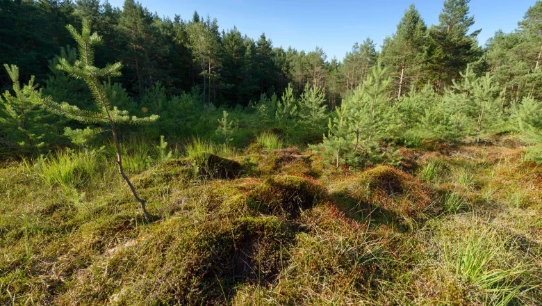 Haslauer Moor, © Matthias Schickhofer Ein grünes Moorgebiet mit jungen Kiefern und Gras, umgeben von einem dichten Wald unter blauem Himmel.
