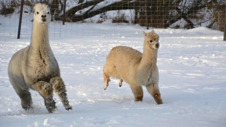 Alpacas, © Crooked Creek Ranch Alpakas-Waldviertel Alpacas, © Crooked Creek Ranch Alpakas-Waldviertel