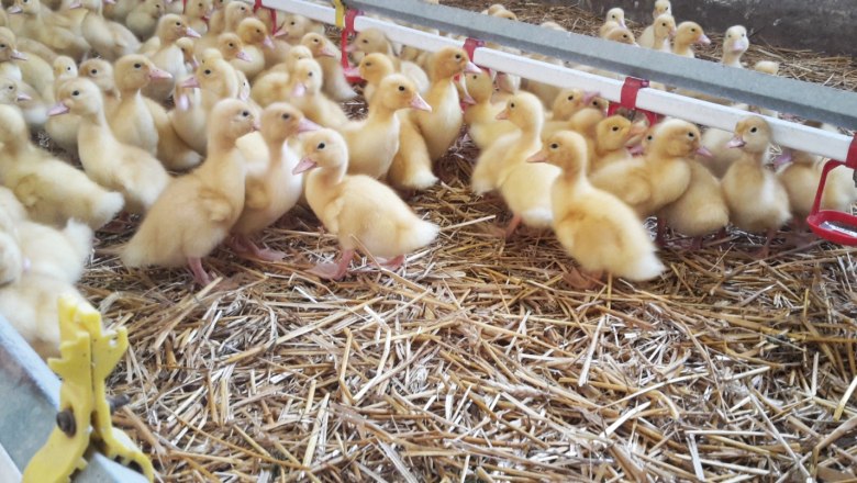 Ducklings, © Stoagrawihof, Fotograf Gisela Paulnsteiner Ducklings, © Stoagrawihof, Fotograf Gisela Paulnsteiner