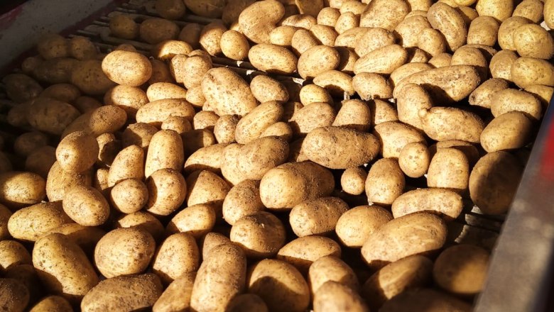 Ab-Hof-Verkauf Fam. Haidl, © Familie Haidl Kartoffeln auf einem Förderband in der Sonne.