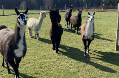 Unsere TIere, © Rudolf Bauer, MBA Unsere TIere, © Rudolf Bauer, MBA