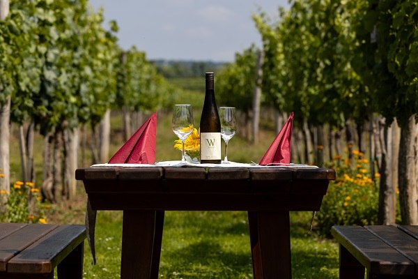 Enjoyment in the vineyard, © Heurigenhof Wildpert Enjoyment in the vineyard, © Heurigenhof Wildpert