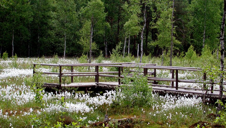 Prügelsteg im Naturpark Heidenreichsteiner Moor, © Johannes Schlosser Holzsteg im Heidenreichsteiner Moor, umgeben von grünen Bäumen und weißen Blumen.