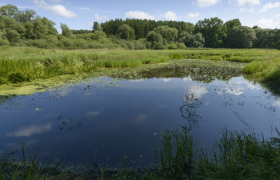 Lainsitzniederung, © Matthias Schickhofer Ein kleiner Teich in einer grünen Landschaft mit Bäumen im Hintergrund und blauem Himmel.