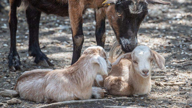 Goat offspring with mother(c) Geras Nature Park, © Verein Naturpark Geras Goat offspring with mother(c) Geras Nature Park, © Verein Naturpark Geras