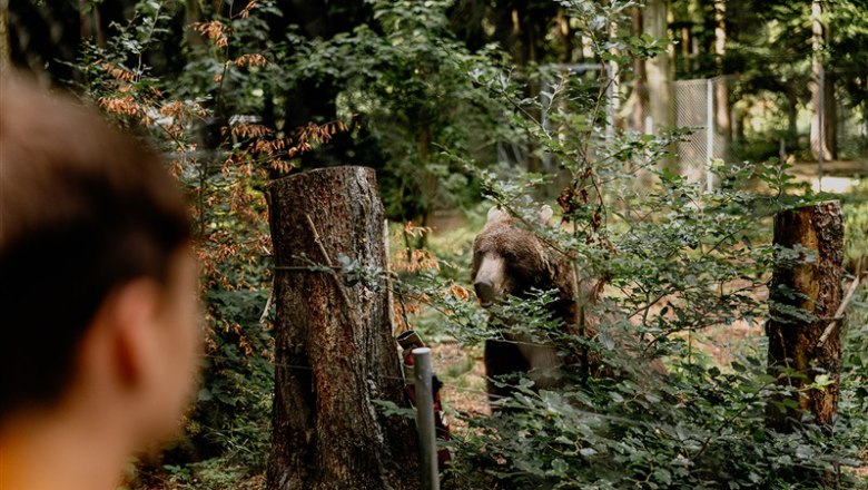 Arbesbach Bear Sanctuary, © Waldviertel Tourismus, Matthias Streibel A bear behind bushes in the Arbesbach bear sanctuary, observed by a person in the foreground.