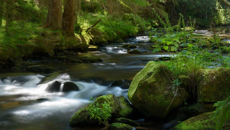 Great Kamp Gorge, © Matthias Schickhofee A quiet stream flows through a moss-covered forest with large stones and lush vegetation.