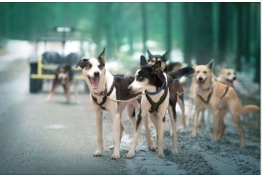 Ausfahrt, © Zauner 2023 Ein Hundeschlitten-Team auf einem Waldweg im Winter.