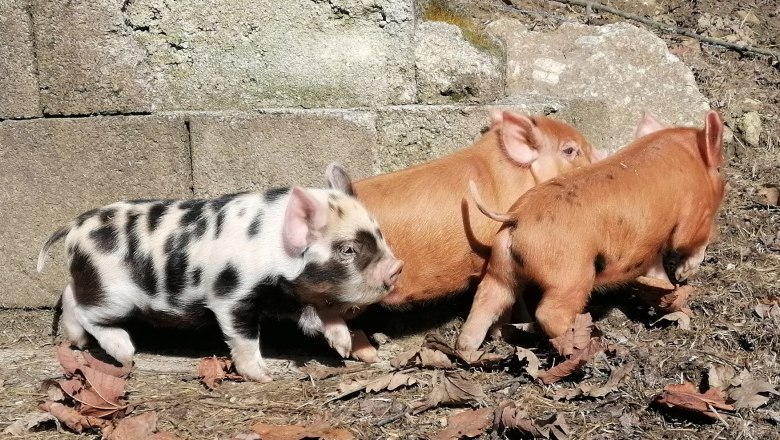 Kune Kune piglet, © Lisa Kriegleder Kune Kune piglet, © Lisa Kriegleder