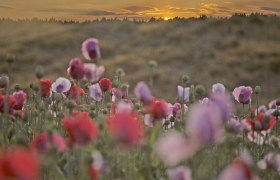 MOKA Das Mohnkaffeehaus, © MOKA Das Mohnkaffeehaus Ein Mohnfeld bei Sonnenuntergang mit roten und rosa Blüten im Vordergrund.