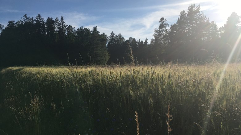 Kornfeld, © Peter Brezina Kornfeld, © Peter Brezina