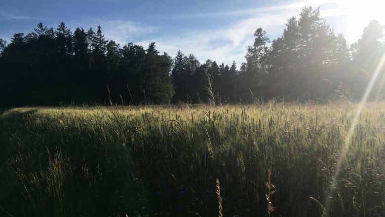 Kornfeld kurz vor der Blüte, © Peter Brezina Kornfeld kurz vor der Blüte, © Peter Brezina