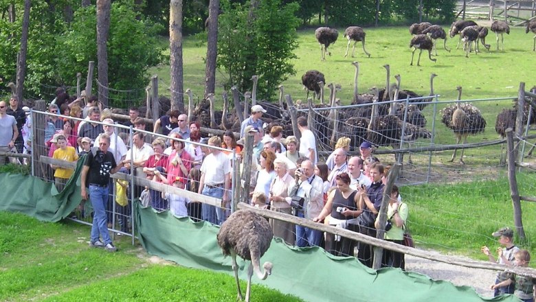 Straußenland Gärtner, © Straußenland Gärtner Besucher beobachten Strauße in einem Gehege im Straußenland Gärtner.