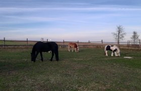 Pferdewanderung, © Sabine Strasser Pferdewanderung, © Sabine Strasser