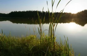 Himmelteich bei Ottenschlag, © Matthias Schickhofer Sonnenuntergang über einem ruhigen Teich mit Schilf im Vordergrund und Wald im Hintergrund.