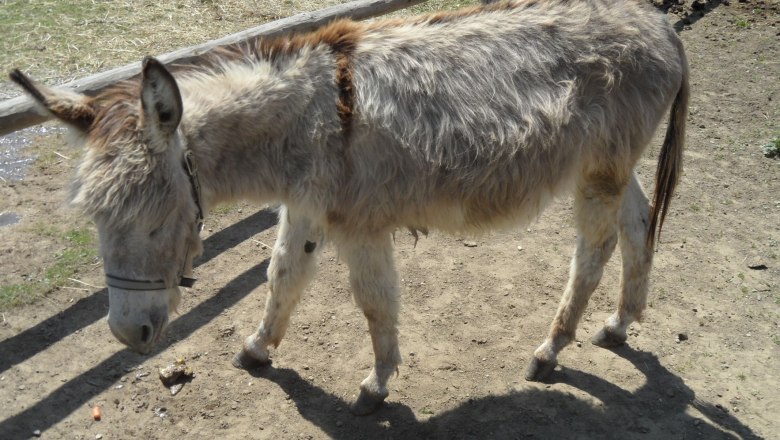 Heini the donkey, © Fam. Himmelmayer Heini the donkey, © Fam. Himmelmayer
