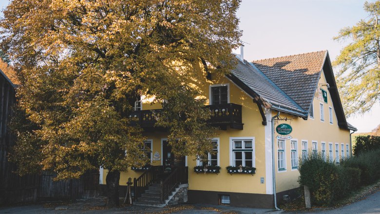 Wirtshaus am Stadtrand von Zwettl, © Niederösterreich Werbung/Mara Hohla Gelbes Wirtshaus mit großem Baum davor, Herbstlaub, am Stadtrand von Zwettl.