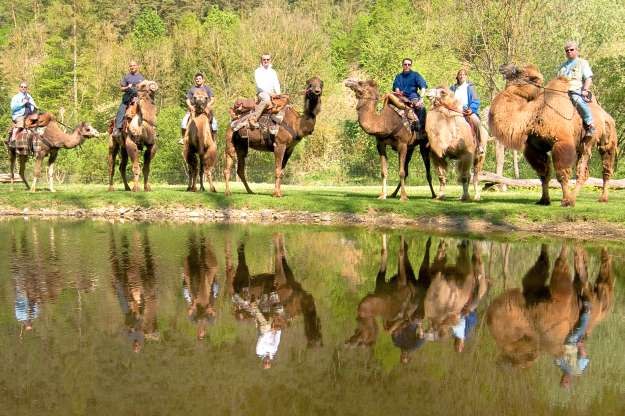 Kamelreitschule, © www.kamelreiten.com Kamelreitschule, © www.kamelreiten.com