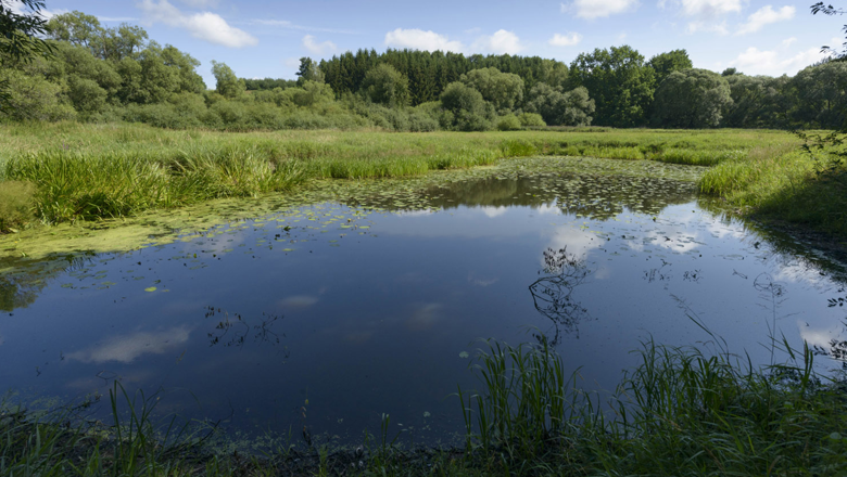 Lainsitz lowlands, © Matthias Schickhofer A small pond in a green landscape with trees in the background and a blue sky.