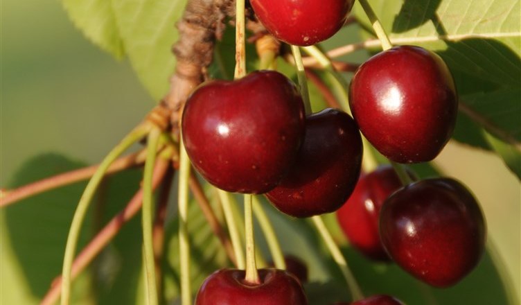 11-garden-cherries, © Gabriele Prandstetter 11-garden-cherries, © Gabriele Prandstetter