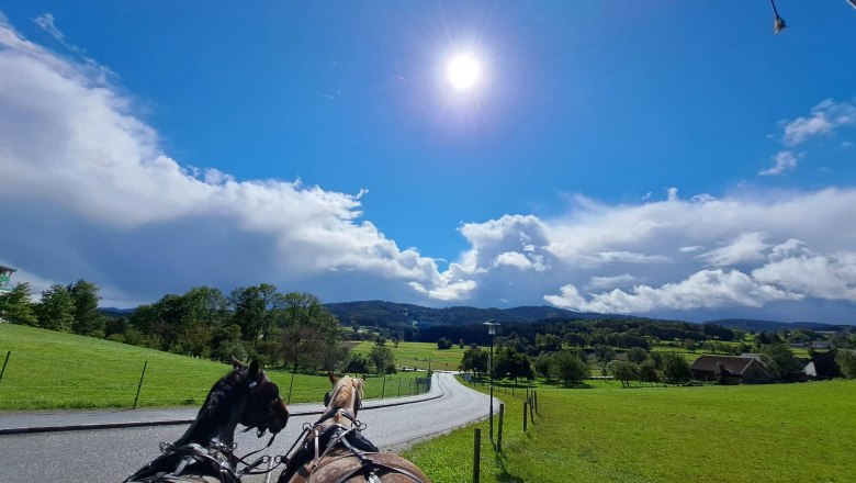 Pferde, © Birgit Libal Pferde, © Birgit Libal