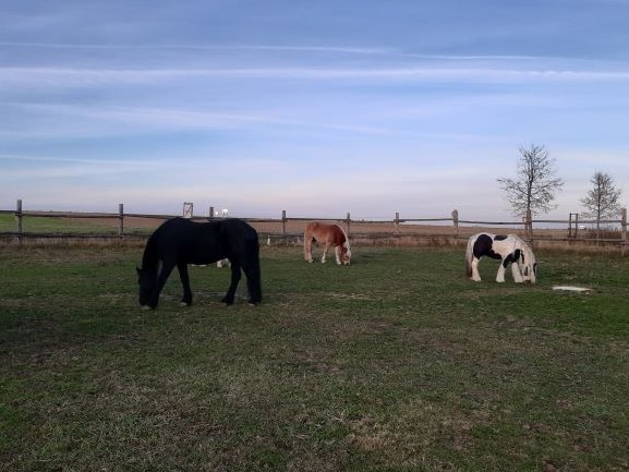 Pferdewanderung, © Sabine Strasser Pferdewanderung, © Sabine Strasser
