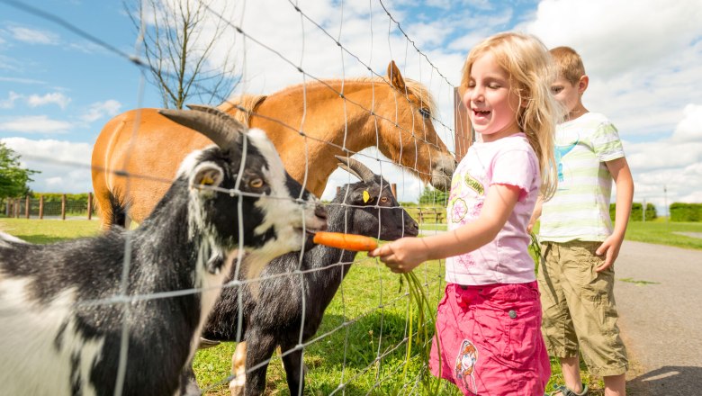 Petting zoo, © Waldviertel Tourismus, Studio Kerschbaum Children feeding animals in the petting zoo.