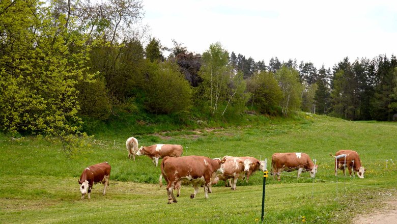 Cows, © Christina Böhm Cows, © Christina Böhm