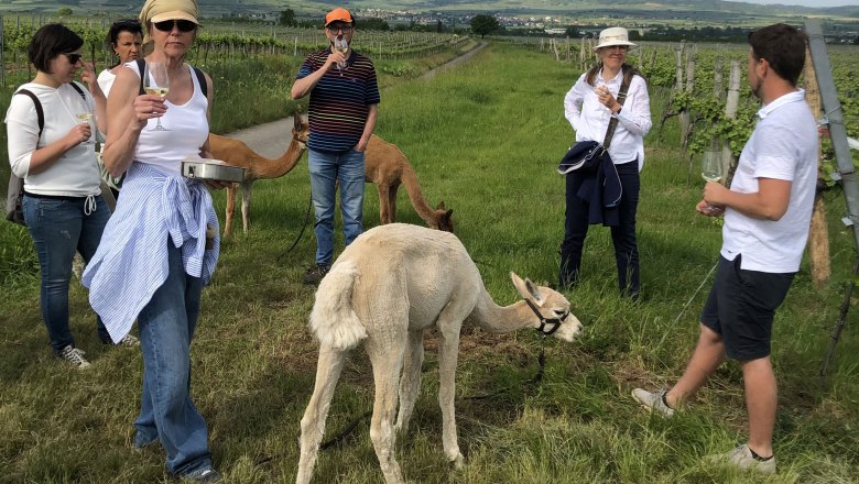 Wine experience hike with alpacas, © Kamptal Alpakas, Herr Popp Wine experience hike with alpacas, © Kamptal Alpakas, Herr Popp