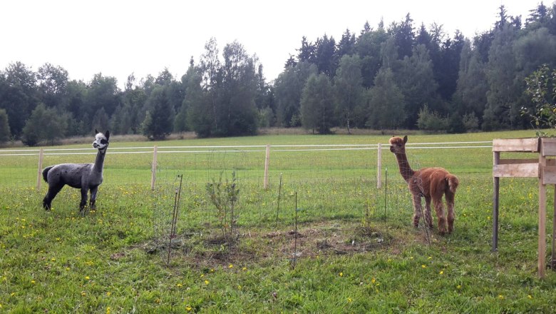 Alpacas on the pasture, © Stoagrawihof, Fotograf Gisela Paulnsteiner Alpacas on the pasture, © Stoagrawihof, Fotograf Gisela Paulnsteiner