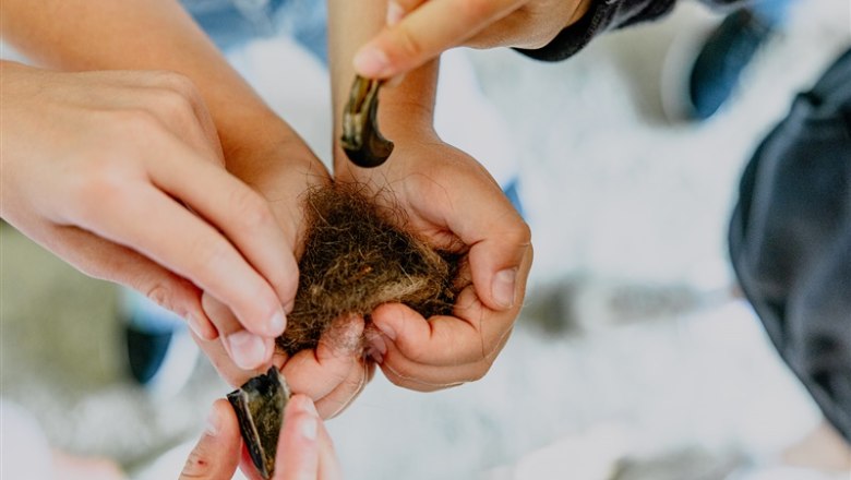 Arbesbach Bear Sanctuary, © Waldviertel Tourismus, Matthias Streibel Hands holding bearskin and claws.