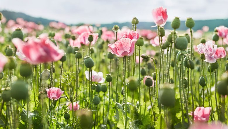 Mohnwirt Neuwiesinger, © Waldviertel Tourismus, Gerhard Wasserbauer Ein Feld mit blühendem rosa Mohn unter blauem Himmel.