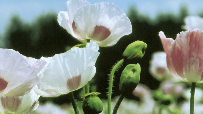 Johann Eigner 6, © Johann Eigner Johann Eigner 6, © Johann Eigner