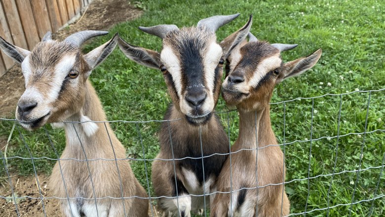 Goats, © Andreas Artner Goats, © Andreas Artner