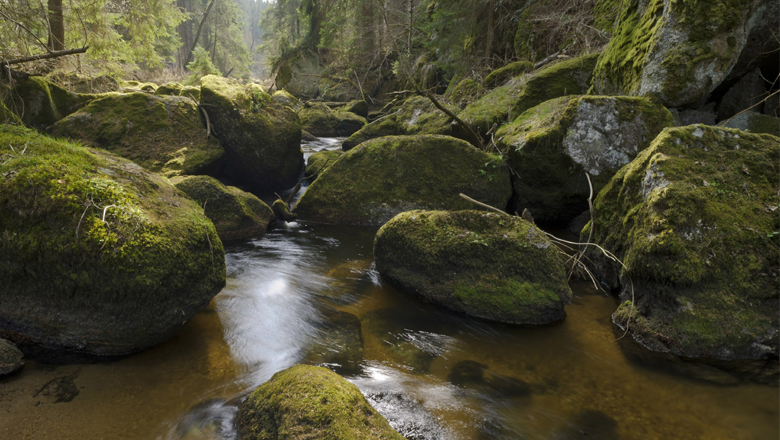 Große Schütt, © https://www.rappottenstein.at/ Ein Bach fließt durch einen Wald mit großen, moosbedeckten Felsen.