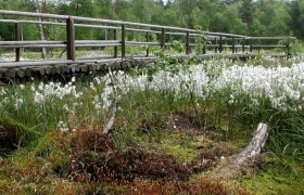 Heidenreichsteiner Moor, © Waldviertel Tourismus, POV Heidenreichsteiner Moor, © Waldviertel Tourismus, POV