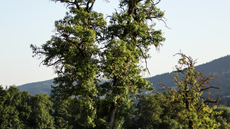 Alte Obstbäume, © Familie Moser Zwei alte Obstbäume auf einer Wiese vor einem bewaldeten Hügel.
