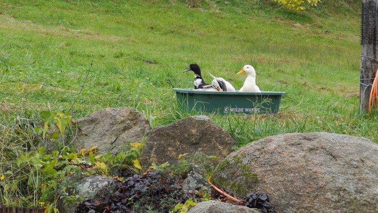 Entenpool, © Friedlhof Entenpool, © Friedlhof