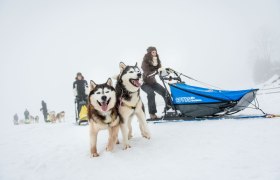 Dog Sledding Adventures, © Waldviertel Tourismus, ishootpeople.at Dog Sledding Adventures, © Waldviertel Tourismus, ishootpeople.at