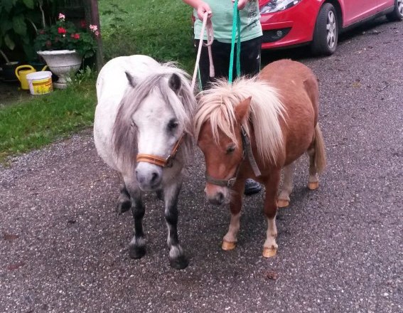 Ponys Riki und Fritzi, © Fam. Himmelmayer Ponys Riki und Fritzi, © Fam. Himmelmayer