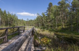Naturpark Hochmoor Schrems, © UnterWasserReich, Sonja Eder Holzsteg im Naturpark Hochmoor Schrems, umgeben von Bäumen und Moorlandschaft.