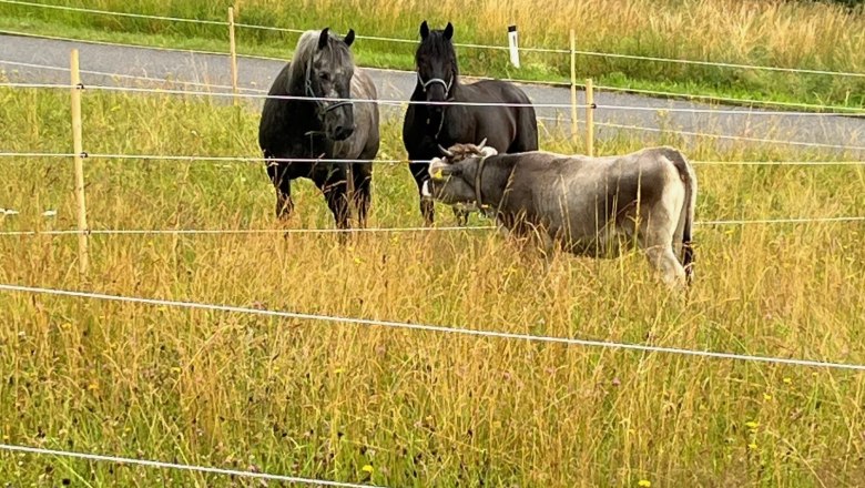 Tiere am Hof, © Melissa Frühwirth Tiere am Hof, © Melissa Frühwirth