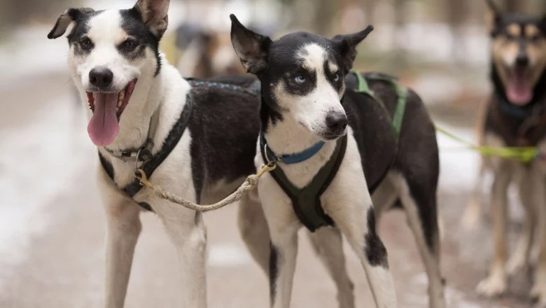 Snoopy und Luna, © Zauner 2023 Zwei Schlittenhunde in Geschirr auf einem Waldweg.