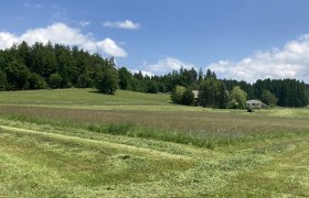 Ansicht von der Straße, © Dorli Huber Grüne Wiese mit Wald im Hintergrund und blauem Himmel.