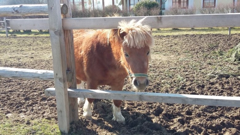 Pony Fritzi, © Fam. Himmelmayer Pony Fritzi, © Fam. Himmelmayer