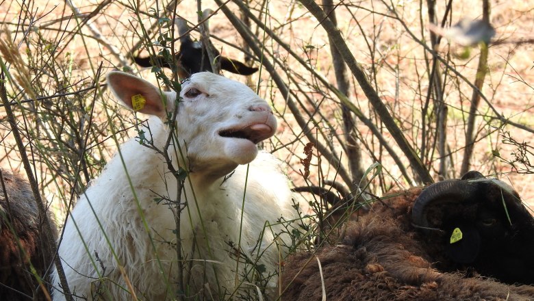 Leitschaf Doris, © Zauner 2023 Leitschaf Doris, © Zauner 2023