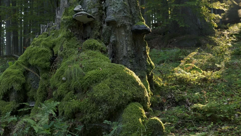 Urwald Hojna Voda, © Matthias Schickhofer Moosbewachsener Baumstumpf im Wald mit Pilzen.
