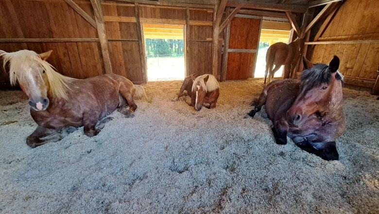 Pferde, © Birgit Libal Pferde, © Birgit Libal