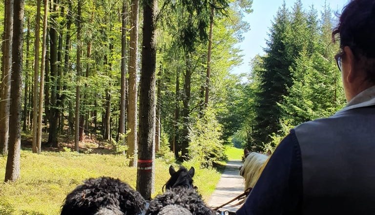 Kutsche, © Birgit Libal Kutsche, © Birgit Libal